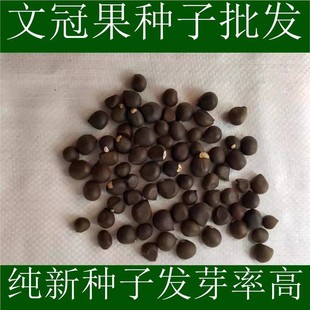 �Ĺڹ��N�ӈ@�־G�������÷N��ľ����������^�p��ľ���Ϙ�N��