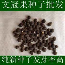 文冠果种子园林绿化花卉用种林木果树多年生观赏树木油料树种子