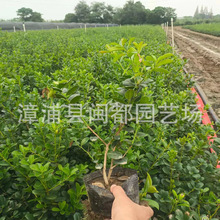 无刺枸骨 株高 30cm  红果满枝 耐修剪 别墅庭院观果苗 基地直供