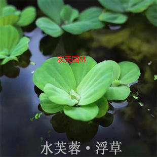 Duckweed, Aquatic Plants, Landscaping, Water Quality Purification, Turtle Tank, Fish Tank Supplies, Floating Water Hibiscus Seedlings, Water Hyacinth