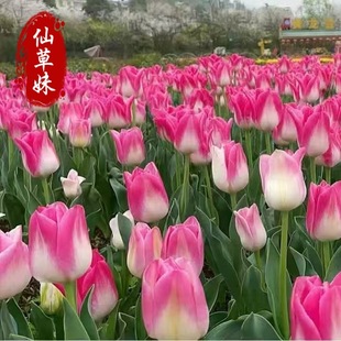 Tulip Bulbs Hydroponic Cold-Resistant Soil Culture Potted Indoor and Outdoor Balcony Easy-To-Live Tulip Large Bulb Flower Potted Plants