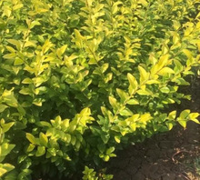 һ�����l���~Ůؑ��ɭ���� �ļ�����С�~�����~ˮϞ���� ͥԺ����