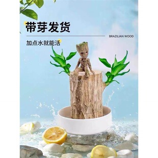 ����ľ��ѿˮ�B���\ľ���_��������С���������҃�����ˮ��Gֲ��