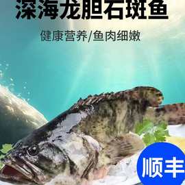 顺丰包邮 深海石斑鱼 龙胆石斑老虎斑石斑海鲜水产大石斑珍珠斑鱼