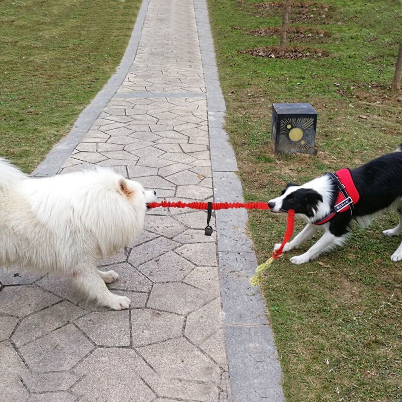 Pet Stainless Steel Spring Cotton Rope - All Colors