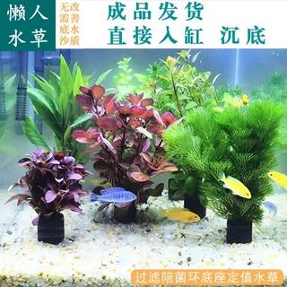 鱼缸水草植物真草造景套餐蜈蚣草阴性绿菊净化水质套餐懒人增氧草