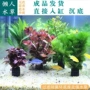 水质增氧套餐植物绿菊