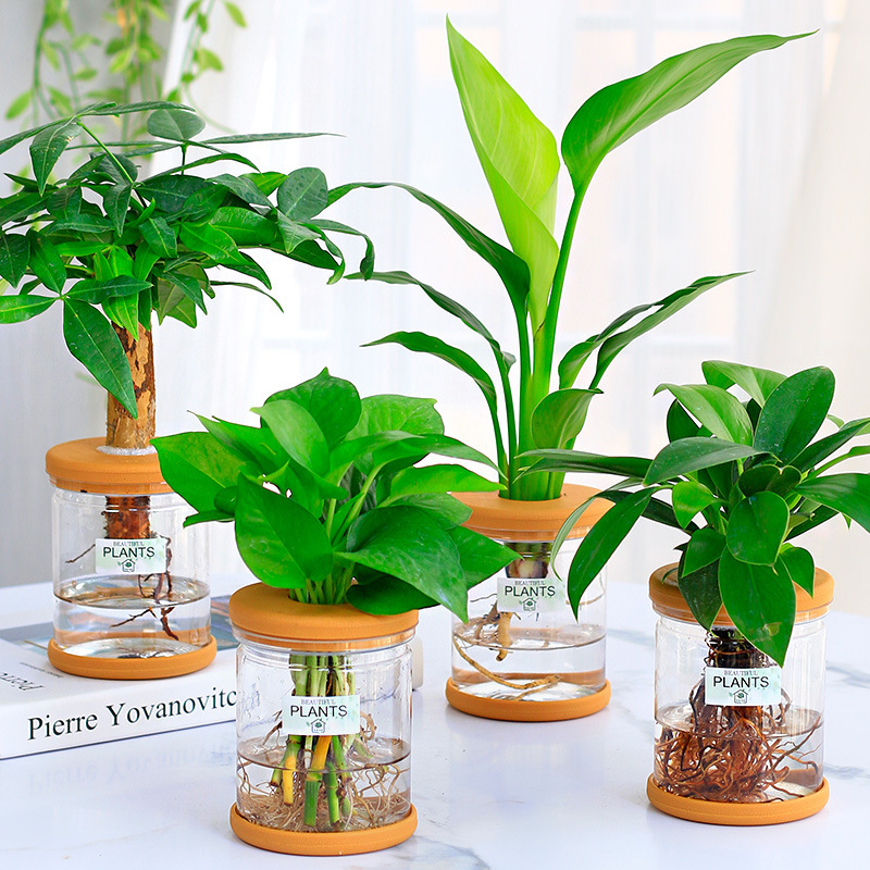 グリーンラタン水耕栽培ホルムアルデヒド除去鉢植え金のなる木ミント富竹屋内花緑植物オフィスグリーンラタン|undefined