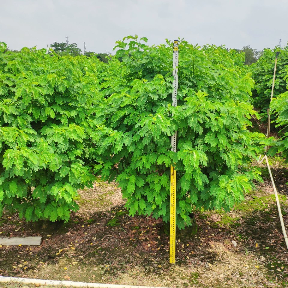 909 поставка кустовой желтой аранчи желтой цветочной саранчи с мячом высотой 1,2-2 метра