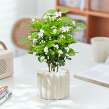 茉莉花盆栽四季开花室内外阳台浓香型花卉绿植四季常青好养懒人花