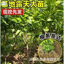 当年结果特早熟橘子树果苗地栽蜜桔柑橘树苗盆地栽种植当年结果