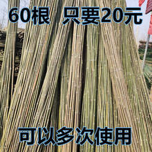 竹条竹竿子搭架菜园竹片竹竿杆细豆角黄瓜西红柿瓜果蔬菜爬藤架彩