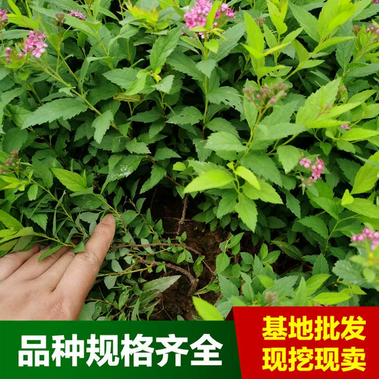 Саженцы спиреи теперь доступны на улице