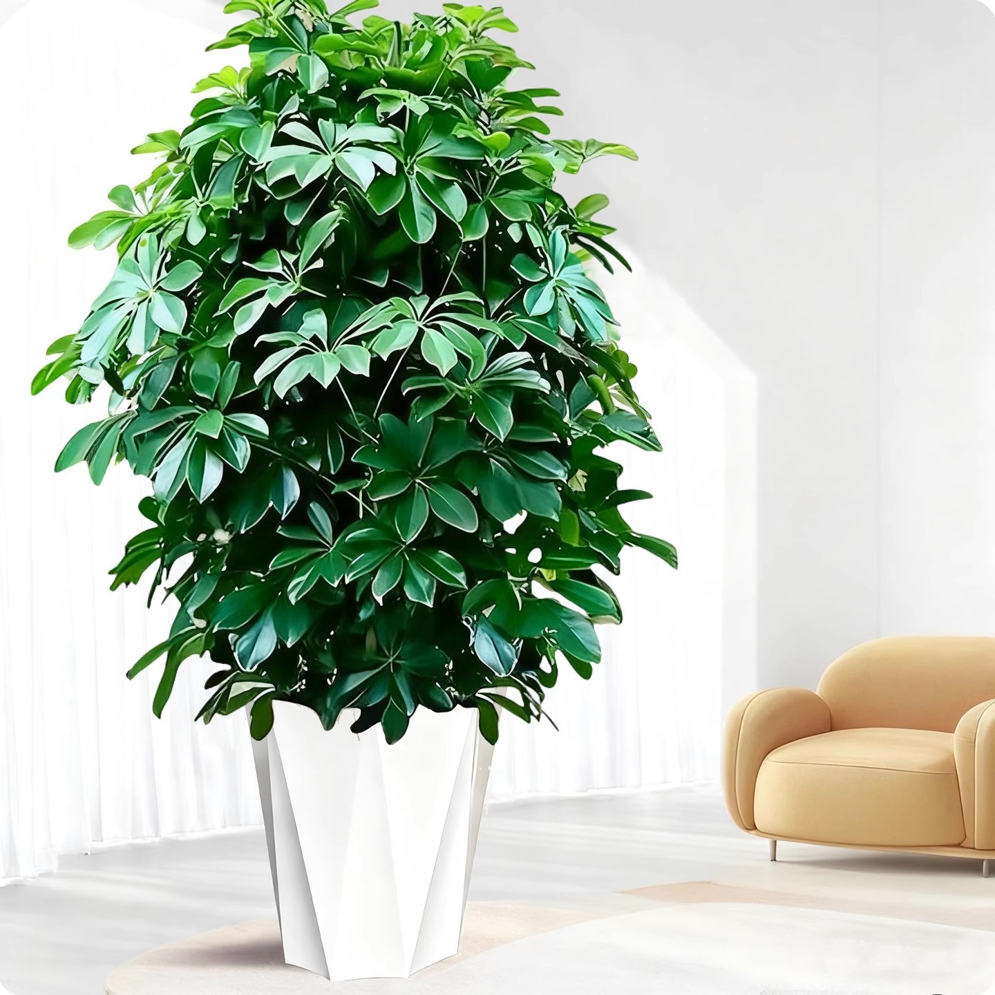 【客厅专用】鸭脚木80-90cm【钻石纹花盆】