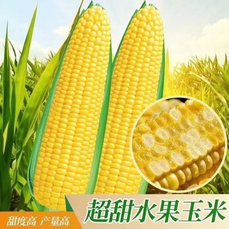 Black sweet glutinous corn fruit corn colorful sweet glutinous corn…