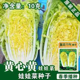 娃娃菜种子蔬菜种子娃娃菜种子韩国进口四季籽蔬菜种子批发