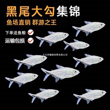 ��β��Ⱥ���~�ݸןᎧ�^�p�~��ˮ��βС�ͻ��w�t�Ǽ����t�G���~