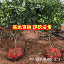 黄岩无核蜜桔苗 嫁接桔子树苗 甜橘子 黄岩蜜桔果树苗当年结果树