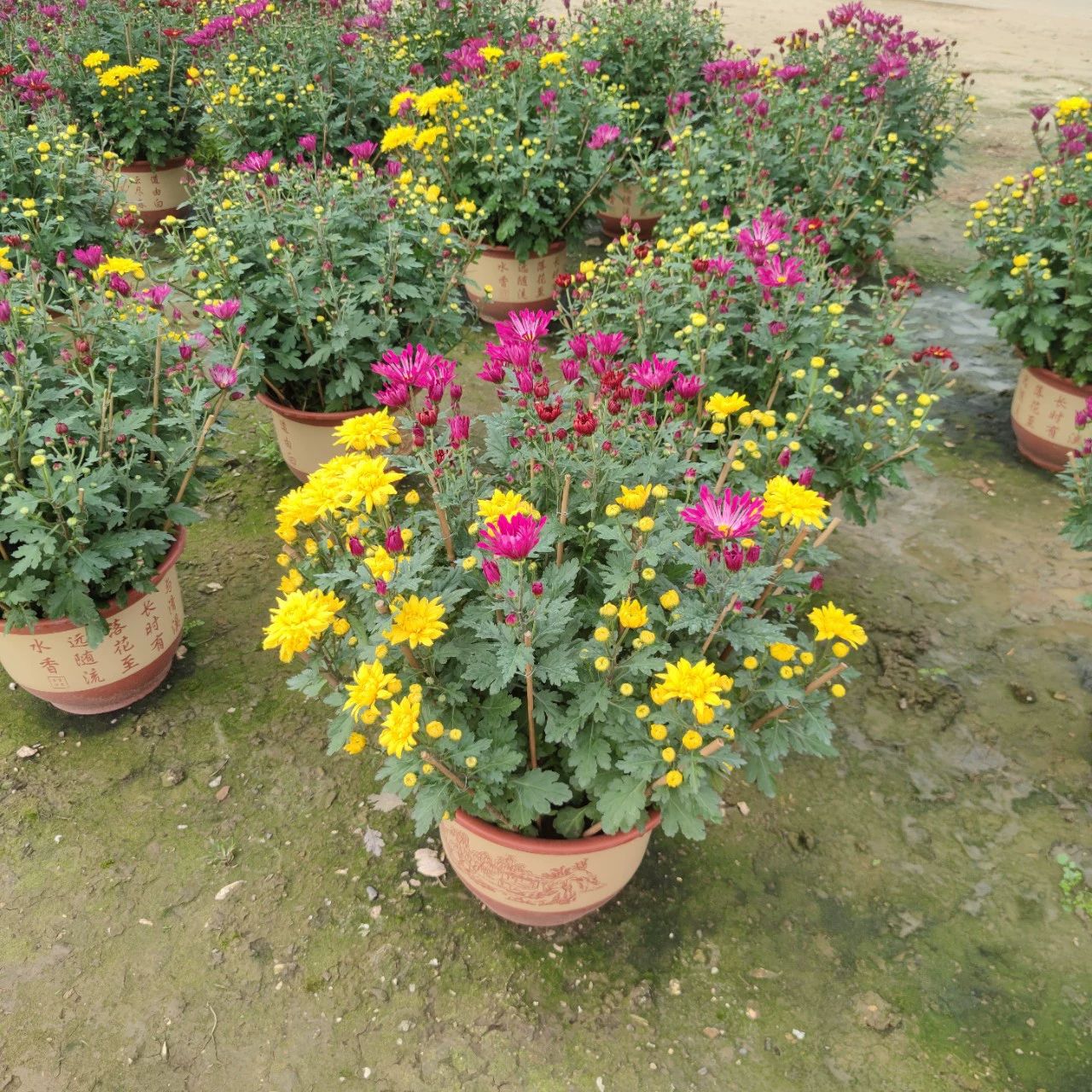 2201 база оптовая поставка смешанных хризантем в горшках 80 см