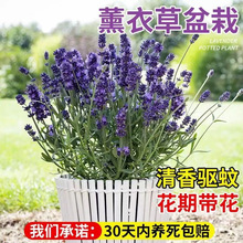 ޹�²�������ݻ��玧���������������ͻ����҃����ļ���ò�ֲ��