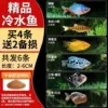 【Cold Water Fish】Buy 4 Get 2 Free