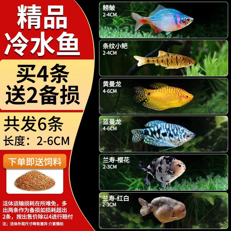 Саженцы холодноводной рыбы Yulan Shoujian, живая рыба, мелкая пресноводная, хорошее кормление, живая рыба Lili, Manlonfish
