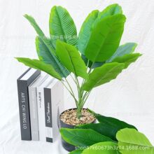 12�����Ž�Ҷ���˽�ɢβ���㽶Ҷ��ֲ�̻��Ҿ�װ�α�ŷ��羳��
