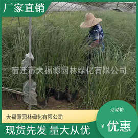 苗木【基地批发】蒲苇 矮蒲苇各种 水生植物 承包种植养护