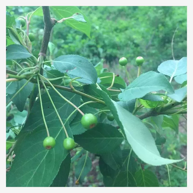 Семена горной сливы, Линцзинци, Шандинци, саженцы сортов яблок, лесные семена Линцзинци