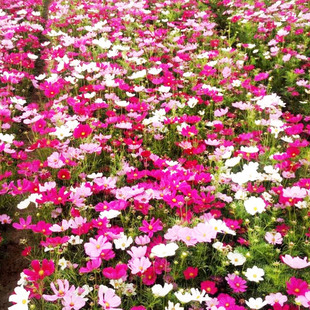 �S�����l��˹�շN�� Ұ���M�ϷN�� ���ܾ��^�����N�ӈ@ˇ��ɣ����