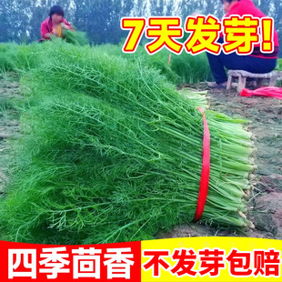 ����˷N�Ѵ�ȫ�ļ��߲˷N������߮a�҃����̨���Ը��С�����