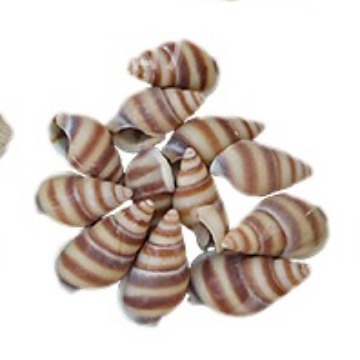 Concha Daquan natural con cera de pescado, materiales decorativos mediterráneos DIY al por mayor