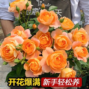 ��֭�̨�¼���ľ���ԾGֲõ�廨���҃��ֲ̨�ﻨ���ļ��_�����B