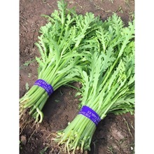 大叶茼蒿种子种籽菜种皇帝菜秋冬季籽种青菜蔬菜孑菜籽茼蒿菜种孑