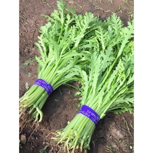 ���~����N�ӷN�Ѳ˷N�ʵ۲��ﶬ���ѷN����߲��ݲ�������˷N��