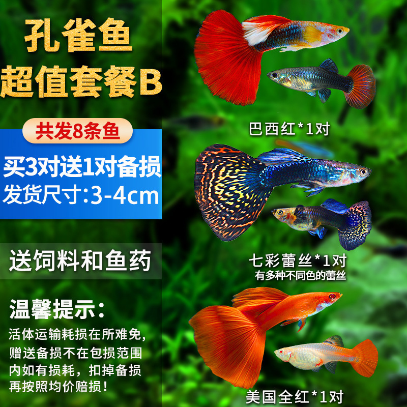 孔雀鱼精品小鱼缸观赏鱼好养耐活热带鱼活鱼天空蓝小型小鱼苗|undefined