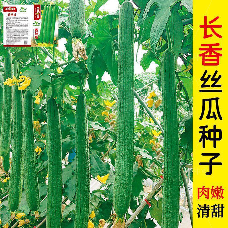 长香丝瓜种子春季秋季长条早熟高产盆栽耐热爬藤长丝瓜籽