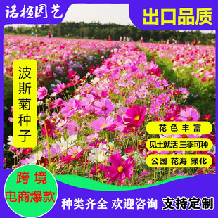 Cosmos Flower Seeds, Gesang Flower Seeds, Colorful Four-Season Flowering Easy-To-Live Flower Seeds, Courtyard Outdoor Wildflower Seeds