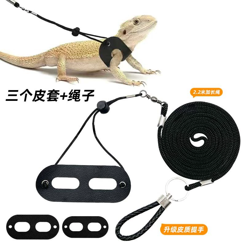 Ящерица поводок