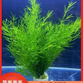 印度小竹节竹节草真水草水族箱鱼缸造景观赏新手懒人阴性水草繁殖
