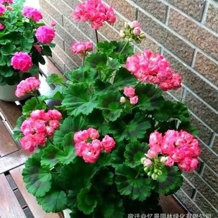 �����ÿ������ذ껨��ͥԺ�̨�ļ��������Կ͏d���B��ܾGֲ