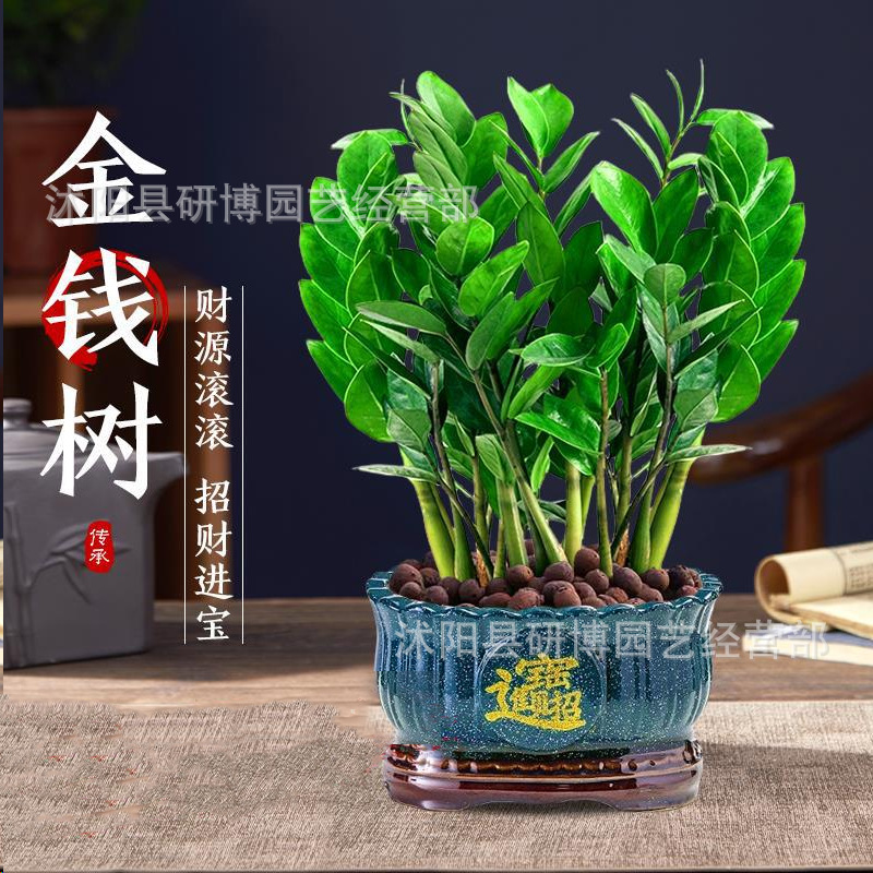 金钱树树苗花卉盆栽客厅小发财树钱串子好养大棵大型绿植室内植物