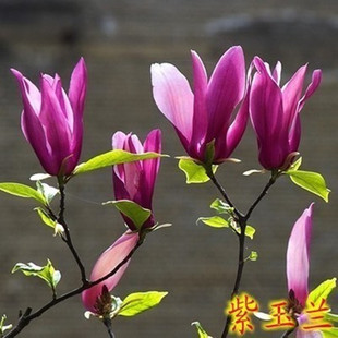 ���m���������ͥԺ�t�S�������m����V���m����G����ľ�L������