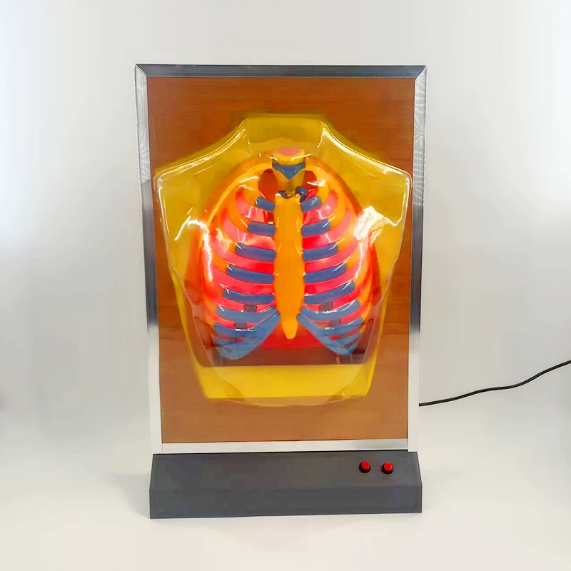 33224 обучающий инструмент для дыхания человека, спортивная модель, электрическая дыхательная система, модель биологического оборудования