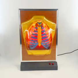 33224 教学仪器人体呼吸运动模型电动呼吸系统模型生物器材