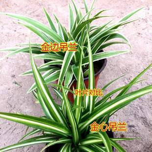 ��߅���ĵ��mֲ���҃Ⱥ��B��������������ȩ�����՚�ˮ��ˮ�B�Gֲ