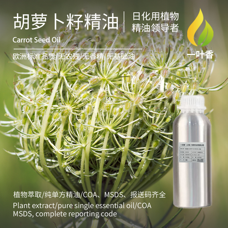 胡萝卜籽精油进口原料批发芳疗单方精油植物萃取