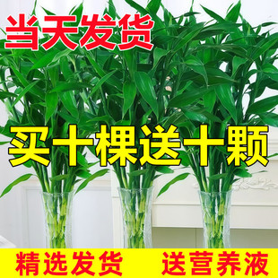 Rich Bamboo Hydroponic Plants, Living Room Flowers and Green Plants, Indoor Potted Plants, Guanyin Bamboo with Roots, Transfer Bamboo, Fortune Bamboo