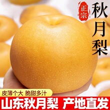 山东秋月梨南水梨新鲜现摘应季水果产地直发烟台特产脆甜多汁梨子