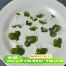 ��Ƽˮ�ݎ������~�������b�ƷƯ��������Gֲ�~�Ӽٻ�С����